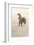 Ground Squirrel (Xerus Inauris) Standing Upright, Kgalagadi Transfrontier Park, Northern Cape-Ann and Steve Toon-Framed Photographic Print