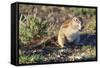 Ground Squirrel-ZambeziShark-Framed Stretched Canvas