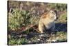 Ground Squirrel-ZambeziShark-Stretched Canvas