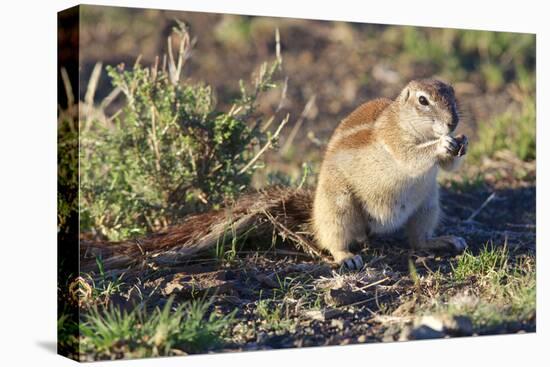 Ground Squirrel-ZambeziShark-Stretched Canvas