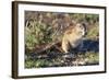 Ground Squirrel-ZambeziShark-Framed Photographic Print