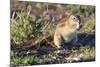 Ground Squirrel-ZambeziShark-Mounted Photographic Print