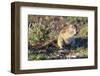 Ground Squirrel-ZambeziShark-Framed Photographic Print