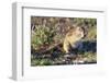 Ground Squirrel-ZambeziShark-Framed Photographic Print