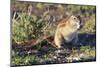 Ground Squirrel-ZambeziShark-Mounted Photographic Print