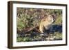Ground Squirrel-ZambeziShark-Framed Photographic Print