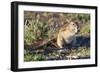 Ground Squirrel-ZambeziShark-Framed Photographic Print