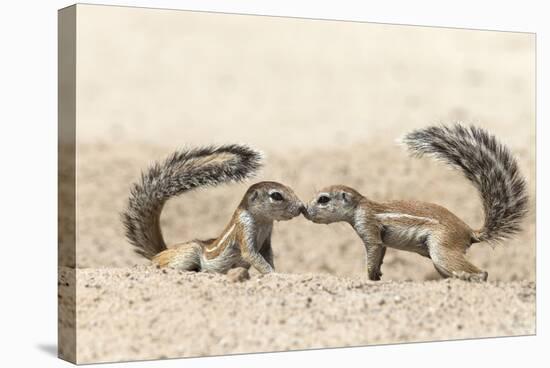 Ground Squirrels (Xerus Inauris) Greeting, Kgalagadi Transfrontier Park, Northern Cape-Ann and Steve Toon-Stretched Canvas