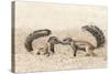 Ground Squirrels (Xerus Inauris) Greeting, Kgalagadi Transfrontier Park, Northern Cape-Ann and Steve Toon-Stretched Canvas