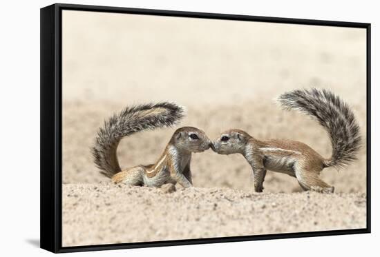 Ground Squirrels (Xerus Inauris) Greeting, Kgalagadi Transfrontier Park, Northern Cape-Ann and Steve Toon-Framed Stretched Canvas