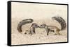 Ground Squirrels (Xerus Inauris) Greeting, Kgalagadi Transfrontier Park, Northern Cape-Ann and Steve Toon-Framed Stretched Canvas