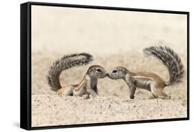 Ground Squirrels (Xerus Inauris) Greeting, Kgalagadi Transfrontier Park, Northern Cape-Ann and Steve Toon-Framed Stretched Canvas