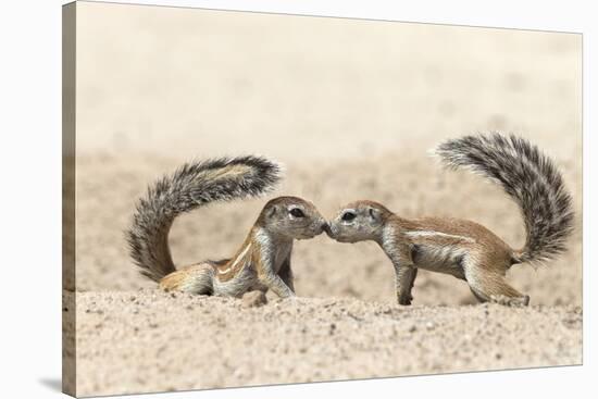 Ground Squirrels (Xerus Inauris) Greeting, Kgalagadi Transfrontier Park, Northern Cape-Ann and Steve Toon-Stretched Canvas