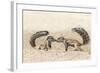 Ground Squirrels (Xerus Inauris) Greeting, Kgalagadi Transfrontier Park, Northern Cape-Ann and Steve Toon-Framed Photographic Print