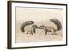 Ground Squirrels (Xerus Inauris) Greeting, Kgalagadi Transfrontier Park, Northern Cape-Ann and Steve Toon-Framed Photographic Print
