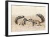 Ground Squirrels (Xerus Inauris) Greeting, Kgalagadi Transfrontier Park, Northern Cape-Ann and Steve Toon-Framed Photographic Print