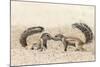 Ground Squirrels (Xerus Inauris) Greeting, Kgalagadi Transfrontier Park, Northern Cape-Ann and Steve Toon-Mounted Photographic Print