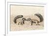 Ground Squirrels (Xerus Inauris) Greeting, Kgalagadi Transfrontier Park, Northern Cape-Ann and Steve Toon-Framed Photographic Print