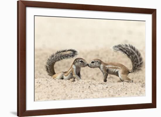 Ground Squirrels (Xerus Inauris) Greeting, Kgalagadi Transfrontier Park, Northern Cape-Ann and Steve Toon-Framed Photographic Print