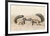 Ground Squirrels (Xerus Inauris) Greeting, Kgalagadi Transfrontier Park, Northern Cape-Ann and Steve Toon-Framed Photographic Print