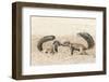 Ground Squirrels (Xerus Inauris) Greeting, Kgalagadi Transfrontier Park, Northern Cape-Ann and Steve Toon-Framed Photographic Print