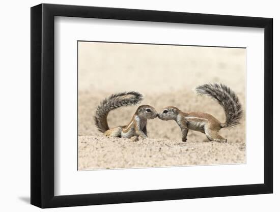 Ground Squirrels (Xerus Inauris) Greeting, Kgalagadi Transfrontier Park, Northern Cape-Ann and Steve Toon-Framed Photographic Print