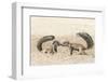 Ground Squirrels (Xerus Inauris) Greeting, Kgalagadi Transfrontier Park, Northern Cape-Ann and Steve Toon-Framed Photographic Print