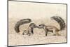 Ground Squirrels (Xerus Inauris) Greeting, Kgalagadi Transfrontier Park, Northern Cape-Ann and Steve Toon-Mounted Photographic Print