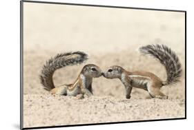 Ground Squirrels (Xerus Inauris) Greeting, Kgalagadi Transfrontier Park, Northern Cape-Ann and Steve Toon-Mounted Photographic Print