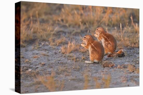 Ground Squirrels-Michele Westmorland-Stretched Canvas