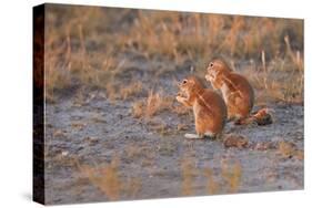 Ground Squirrels-Michele Westmorland-Stretched Canvas