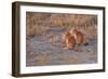 Ground Squirrels-Michele Westmorland-Framed Photographic Print