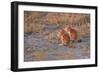 Ground Squirrels-Michele Westmorland-Framed Photographic Print