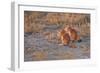 Ground Squirrels-Michele Westmorland-Framed Photographic Print