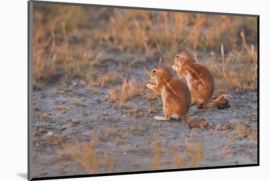 Ground Squirrels-Michele Westmorland-Mounted Photographic Print