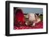 Ground View of Tan and White Piglet with Strawberries, Sycamore, Illinois, USA-Lynn M^ Stone-Framed Photographic Print