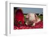 Ground View of Tan and White Piglet with Strawberries, Sycamore, Illinois, USA-Lynn M^ Stone-Framed Photographic Print