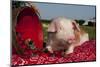 Ground View of Tan and White Piglet with Strawberries, Sycamore, Illinois, USA-Lynn M^ Stone-Mounted Photographic Print