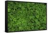 Groundcover, Muir Woods, Marin Headlands, California-Anna Miller-Framed Stretched Canvas