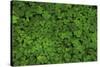 Groundcover, Muir Woods, Marin Headlands, California-Anna Miller-Stretched Canvas