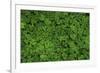 Groundcover, Muir Woods, Marin Headlands, California-Anna Miller-Framed Photographic Print