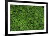 Groundcover, Muir Woods, Marin Headlands, California-Anna Miller-Framed Photographic Print