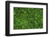 Groundcover, Muir Woods, Marin Headlands, California-Anna Miller-Framed Photographic Print