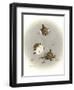 Grounded-Peggy Harris-Framed Premium Giclee Print