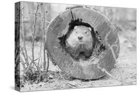 Groundhog in Hollow Log-null-Stretched Canvas