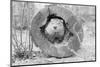 Groundhog in Hollow Log-null-Mounted Photographic Print