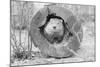 Groundhog in Hollow Log-null-Mounted Photographic Print