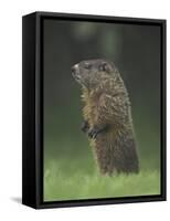 Groundhog Woodchuck, Great Smoky Mountains National Park, Tennessee, USA-Adam Jones-Framed Stretched Canvas