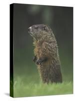 Groundhog Woodchuck, Great Smoky Mountains National Park, Tennessee, USA-Adam Jones-Stretched Canvas