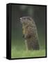 Groundhog Woodchuck, Great Smoky Mountains National Park, Tennessee, USA-Adam Jones-Framed Stretched Canvas